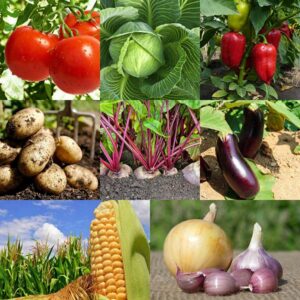 Jakie warzywa sadzić koło siebie